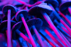 View of shrooms, also known as magic mushrooms