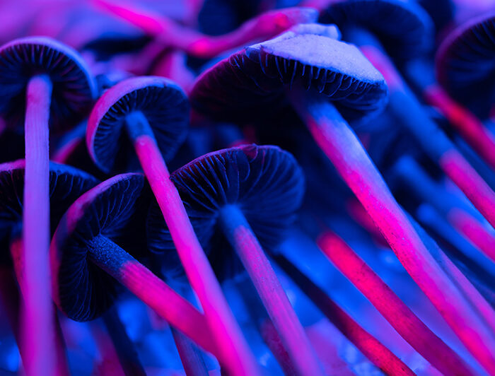 View of shrooms, also known as magic mushrooms