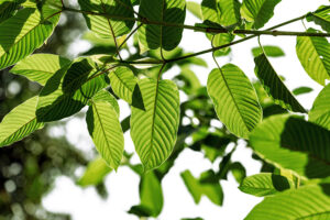 View of kratom plant