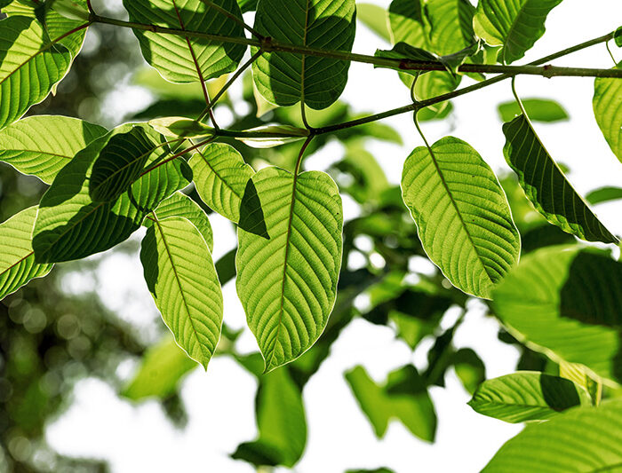 View of kratom plant