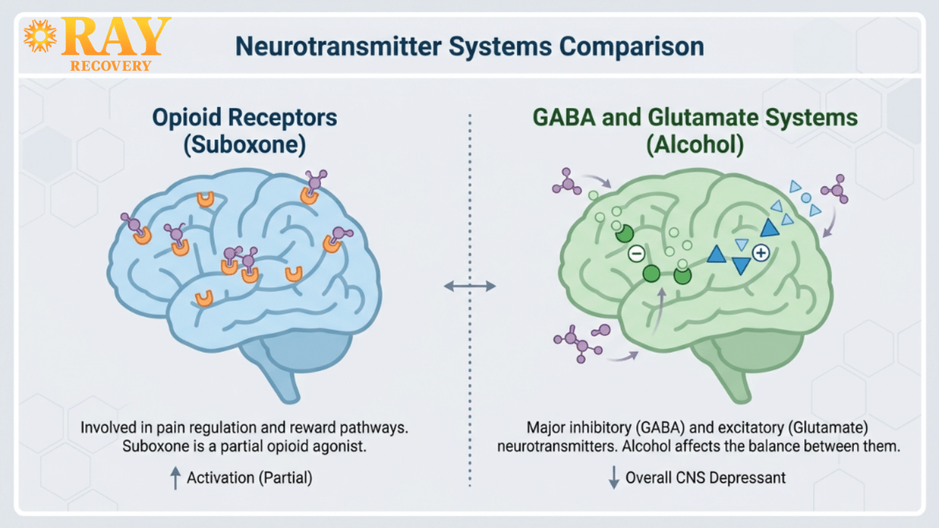 Does Suboxone Treat Alcohol Addiction? What Actually Works for Alcohol Use Disorder 1 Diagram showing how opioids and alcohol affect different brain systems